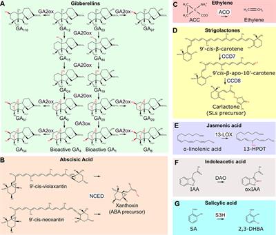 The Contribution of Plant Dioxygenases to Hypoxia Signaling